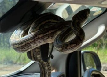 Brisbane’de aracın dikiz aynasına yerleşen yılan aileye panik yaşattı