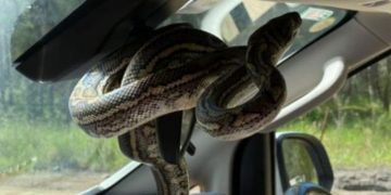 Brisbane’de aracın dikiz aynasına yerleşen yılan aileye panik yaşattı