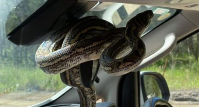 Brisbane’de aracın dikiz aynasına yerleşen yılan aileye panik yaşattı