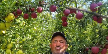 Elmanın faydaları saymakla bitmiyor