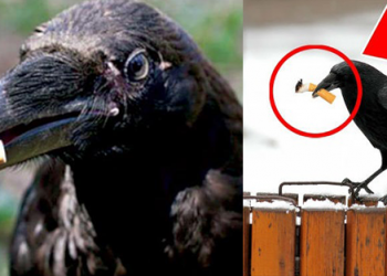 Sigara izmaritini toplayana yemek: İsveç’te sokaklara atılan izmaritler kargalara ’emanet’