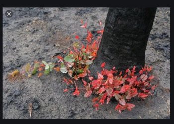  Yeşeren Düşünceler: Bizim Dünyamız veya Cehennemde Berd ü Selâm  