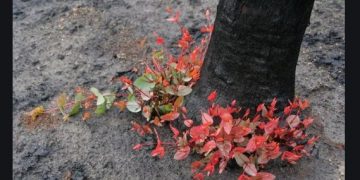  Yeşeren Düşünceler: Bizim Dünyamız veya Cehennemde Berd ü Selâm  