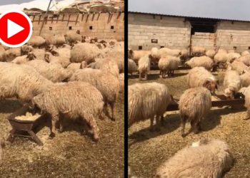 Kürd’ün hayvanlarına da rahat yok: Ceylanpınar’da 17 koyun gözaltına alındı