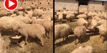 Kürd’ün hayvanlarına da rahat yok: Ceylanpınar’da 17 koyun gözaltına alındı