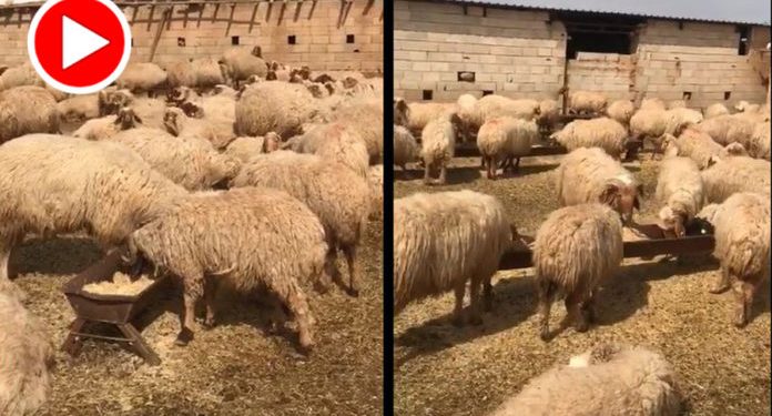 Kürd’ün hayvanlarına da rahat yok: Ceylanpınar’da 17 koyun gözaltına alındı