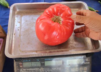Türkiye’de tane ile alışveriş dönemi: 1 domatesin tanesi 8 lira oldu
