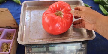 Türkiye’de tane ile alışveriş dönemi: 1 domatesin tanesi 8 lira oldu