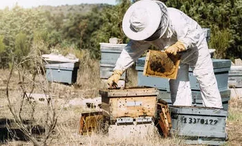 Avustralya’da parazit endişesi: Arılar kovanlara kapatıldı