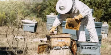 Avustralya’da parazit endişesi: Arılar kovanlara kapatıldı