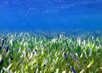 Avustralya kıyılarında dünyanın en büyük bitkisi keşfedildi