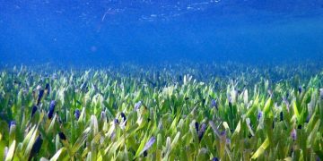 Avustralya kıyılarında dünyanın en büyük bitkisi keşfedildi