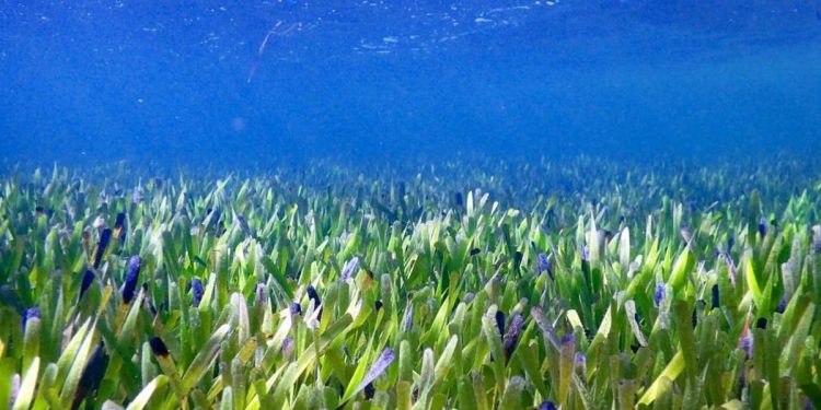 Avustralya kıyılarında dünyanın en büyük bitkisi keşfedildi