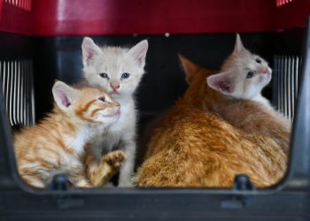 İtalya’da evcil hayvanlar artık ücretsiz seyahat edecek