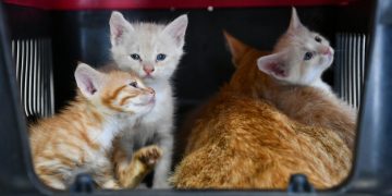 İtalya’da evcil hayvanlar artık ücretsiz seyahat edecek