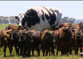 Batı Avustralya’da 1.94 metre boyuyla görenleri şok eden boğa