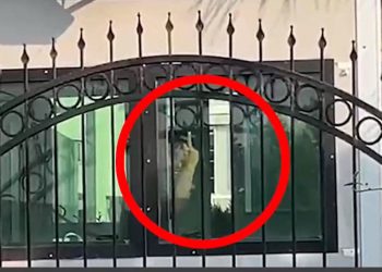 Osmaniye’de 14 kişi darp edildi:AKP rejiminin polisinden Furkan Vakfı Gönüllüsü bayanlarına ahlaksız hareket