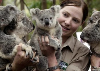 Avustralya’da nesli tükenmekte olan 110 türün korunması için yeni plan