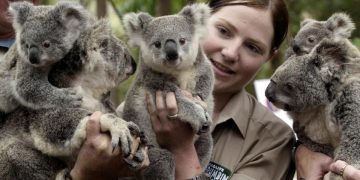 Avustralya’da nesli tükenmekte olan 110 türün korunması için yeni plan