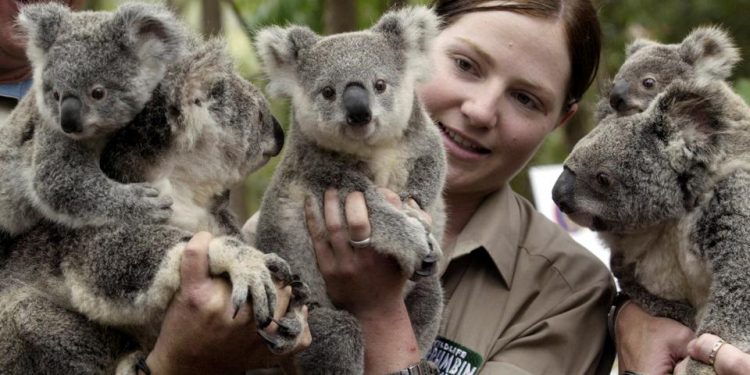 Avustralya’da nesli tükenmekte olan 110 türün korunması için yeni plan