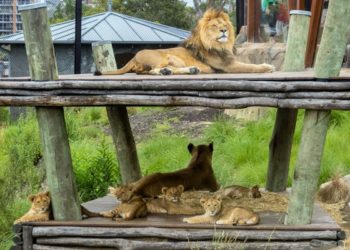 Sydney’de 5 aslan hayvanat bahçesindeki kafeslerinden kaçtı