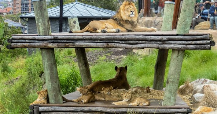 Sydney’de 5 aslan hayvanat bahçesindeki kafeslerinden kaçtı
